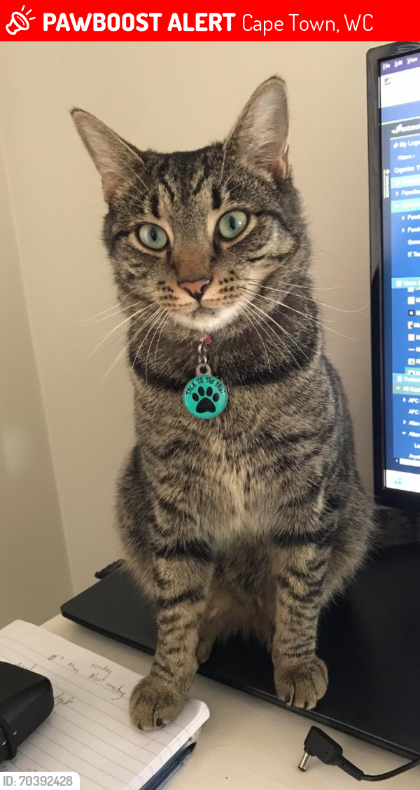 Lost Female Cat last seen High Cape Two, Cape Town, WC 8001