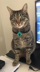 Lost Female Cat last seen High Cape Two, Cape Town, WC 8001