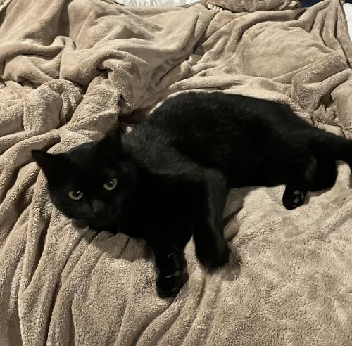 Lost Male Cat last seen Panorama ests, Maryville, TN 37801