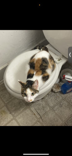 Lost Female Cat last seen Near Washington park is where she was lost, may have got scared and ran far., Milwaukee, WI 53208
