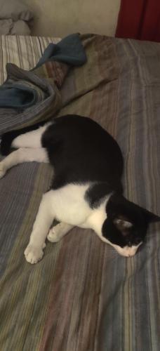 Lost Male Cat last seen 40th Street, St. Petersburg, FL 33713