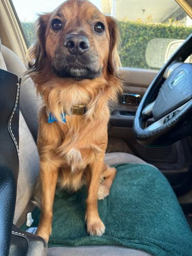 Lost Male Dog last seen Success and century, Los Angeles, CA 90002