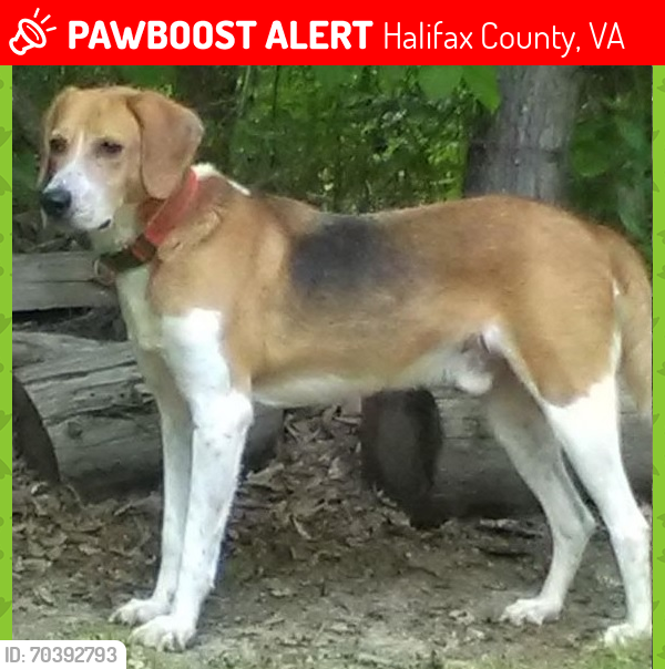 Lost Male Dog last seen Near Bradley Creek Road, Leda Grove Road, Rt. 501, Halifax County, VA 24577
