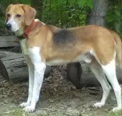 Lost Male Dog last seen Near Bradley Creek Road, Leda Grove Road, Rt. 501, Halifax County, VA 24577