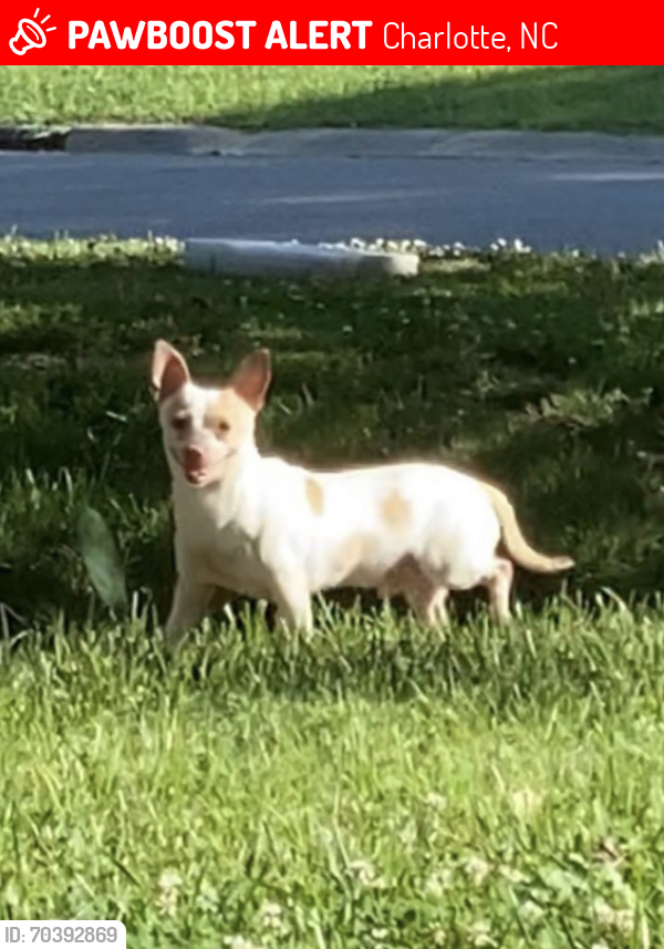 Lost Male Dog last seen Northwoods Forest Drive, Charlotte, NC, Charlotte, NC 28214