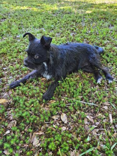 Lost Female Dog last seen Grand Prairie Water Company, Lonoke County, AR 72007