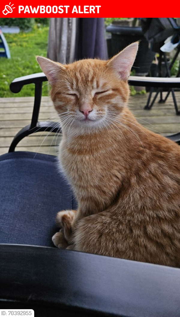 Langley Township, BC Lost Female Cat, Plinko Is Missing | PawBoost