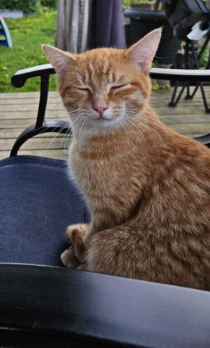Lost Female Cat last seen 208th street and Louie Crescent , Langley Township, BC V1M 4B2