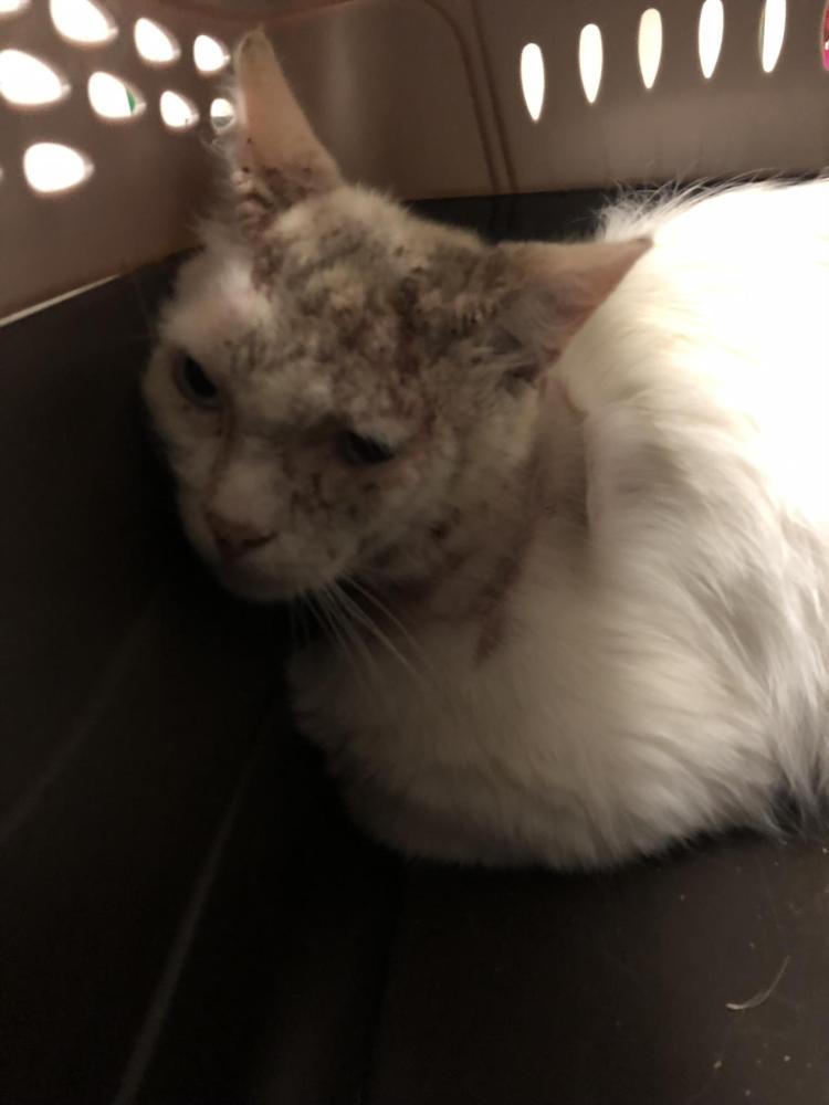 Shelter Stray Male Cat last seen Near BLK OLIVE AVE, LONG BEACH 90805, Long Beach, CA 90815