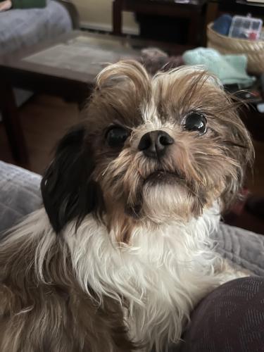 Lost Female Dog last seen Baychester, The Bronx, NY 10469