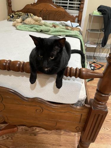 Lost Male Cat last seen Mouse creek rd, Cleveland, TN 37312