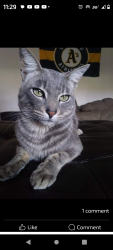 Lost Male Cat last seen Sunnyslope & Clearview Dr. in Hollister California, Hollister, CA 95023