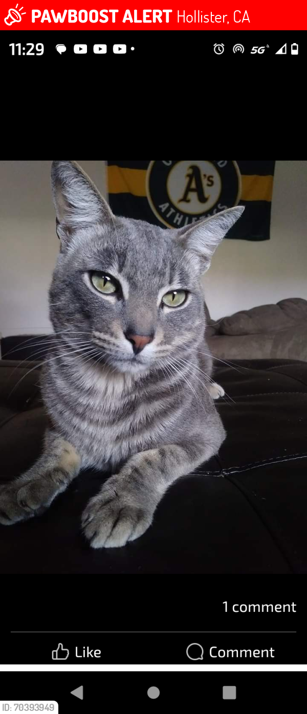 Lost Male Cat last seen Sunnyslope & Clearview Dr. in Hollister California, Hollister, CA 95023