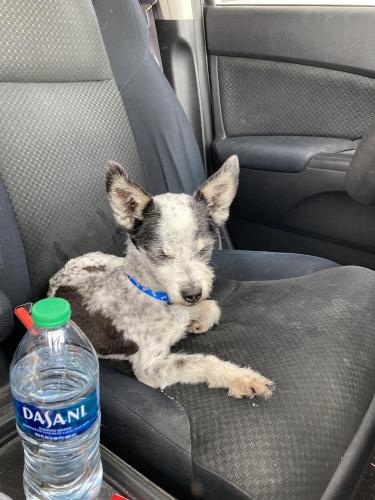 Lost Male Dog last seen Oleander and Cyprus, Fontana, CA 92336