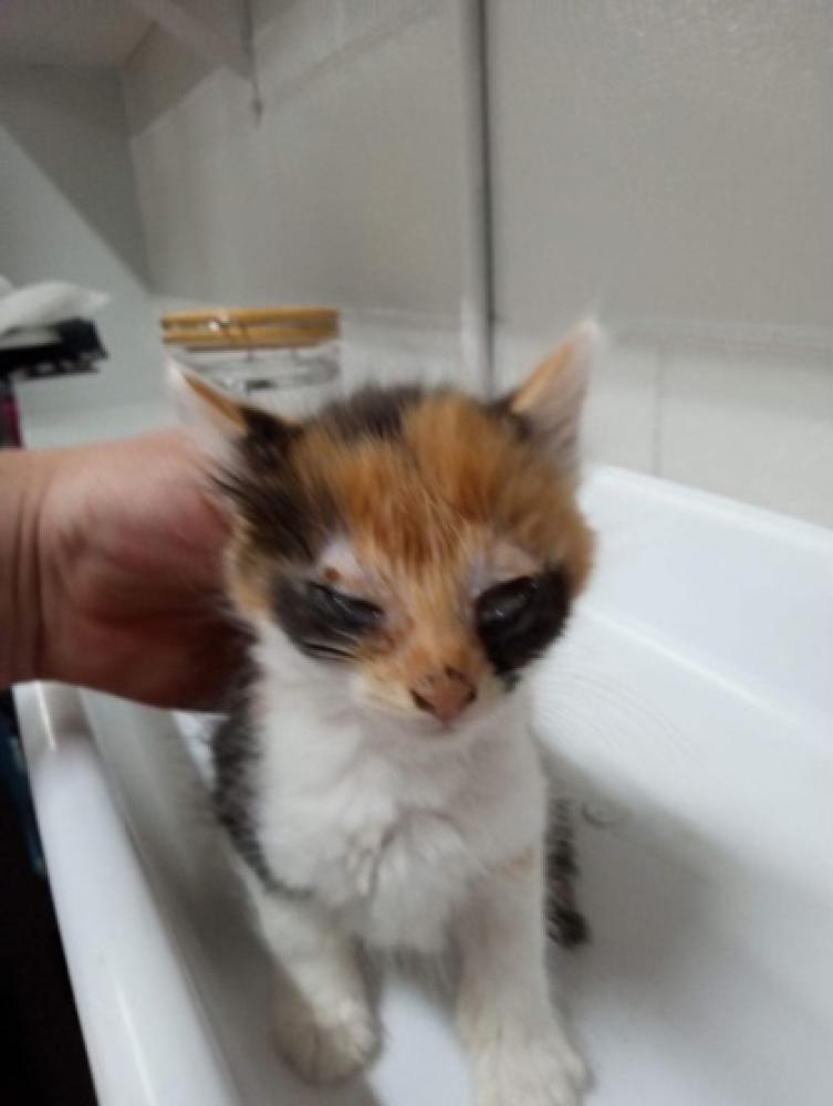Shelter Stray Female Cat last seen Bowdon, GA 30108, Carrollton, GA 30117