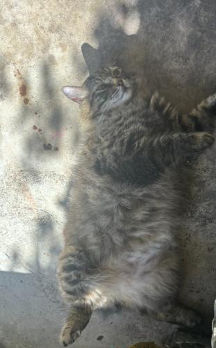 Lost Male Cat last seen St Lucie blvd, Fort Pierce, FL 34946
