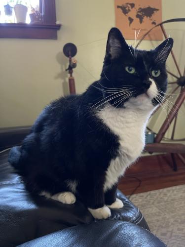 Lost Female Cat last seen Wakefield, Rochester, NY 14626