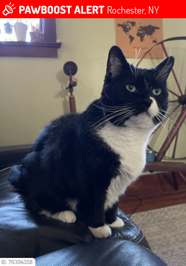 Lost Female Cat last seen Wakefield, Rochester, NY 14626