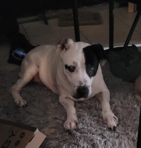 Lost Female Dog last seen White Oak Ave between Saticoy and Roscoe, Los Angeles, CA 91335
