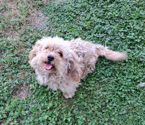 Lost Male Dog last seen Bailey and Piedmont , San Antonio, TX 78210
