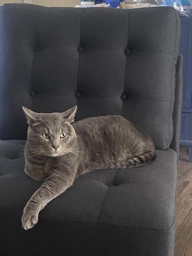 Lost Male Cat last seen Reed rd, bethel rd, drew ave, Columbus, OH 43235