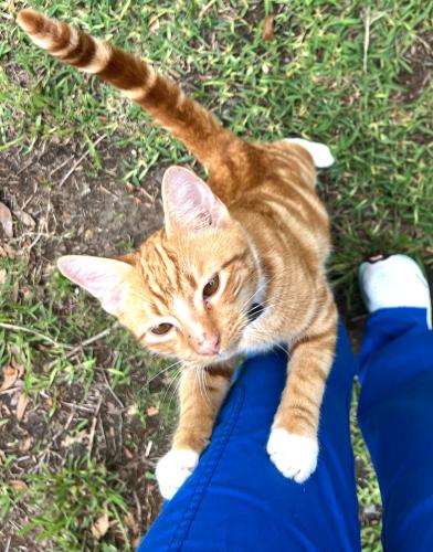 Lost Male Cat last seen Meador Park, Seabrook, TX 77568
