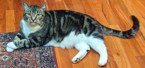 Lost Male Cat last seen 145th and Clatsop , Happy Valley, OR 97086