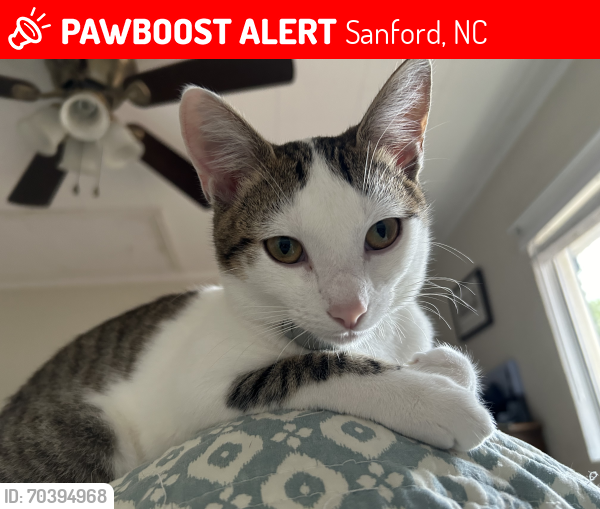 Lost Female Cat last seen Off HWY 87, down the street from Dollar General & Hardees, Sanford, NC 27332
