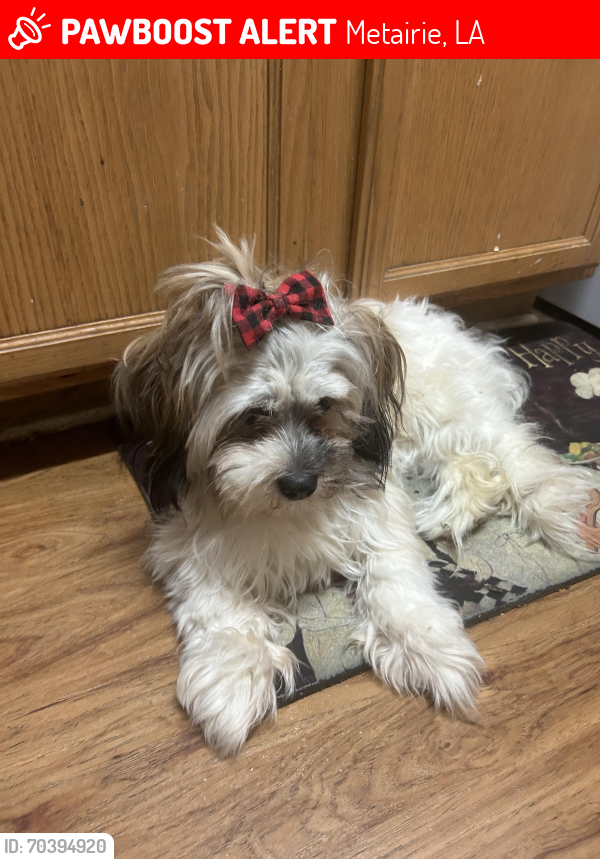 Lost Female Dog last seen I don’t know , Metairie, LA 70005