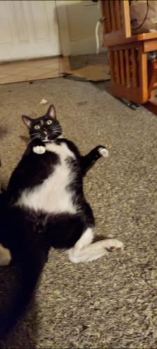 Lost Male Cat last seen Chestnut St, Medford, OR 97501
