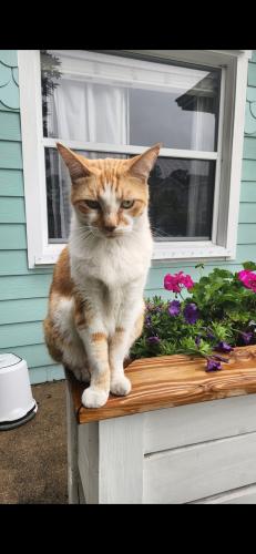 Lost Male Cat last seen 47th ave and 19th street north, St. Petersburg, FL 33714
