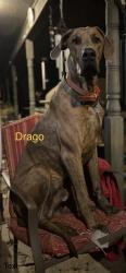 Lost Male Dog last seen Us Hwy 270 and Sandy Acres Rd  White Hall, AR, White Hall, AR 71602