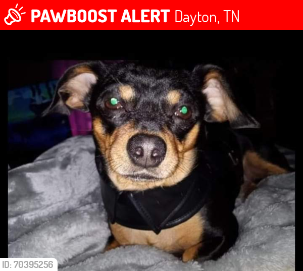 Lost Male Dog last seen Spring Hill road , Dayton, TN 37321