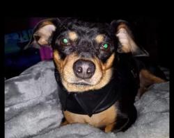 Lost Male Dog last seen Spring Hill road , Dayton, TN 37321
