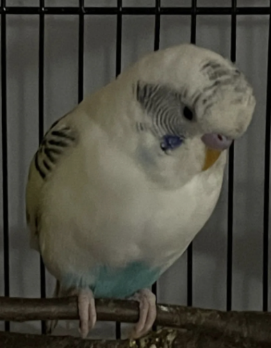 Lost Male Bird last seen Long Island Jewish Forest Hills, Queens, NY 11375