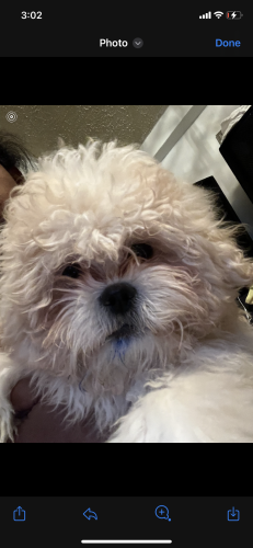 Lost Male Dog last seen Story and noble Ave , The Bronx, NY 10473