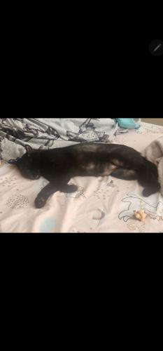 Lost Male Cat last seen By gas station, Harris County, TX 77338