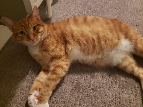 Lost Male Cat last seen Frost Court, Mill Valley, CA 94941