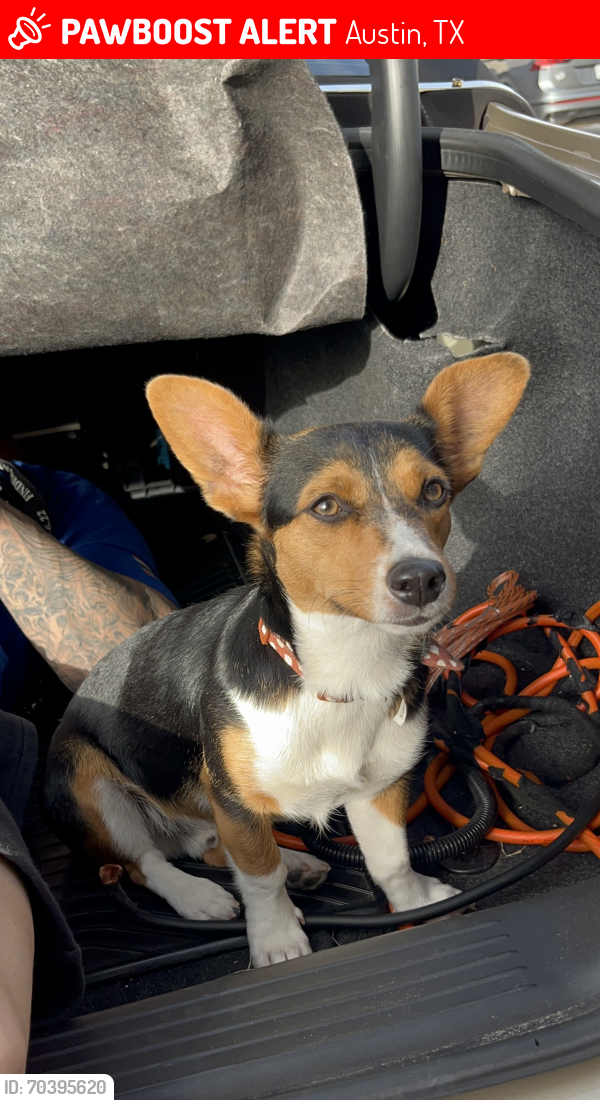 Lost Male Dog last seen Aspire at Onion Creek apmts , Austin, TX 78747