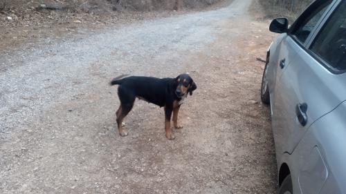 Lost Female Dog last seen Someone carried her off, Alpine, AL 35014