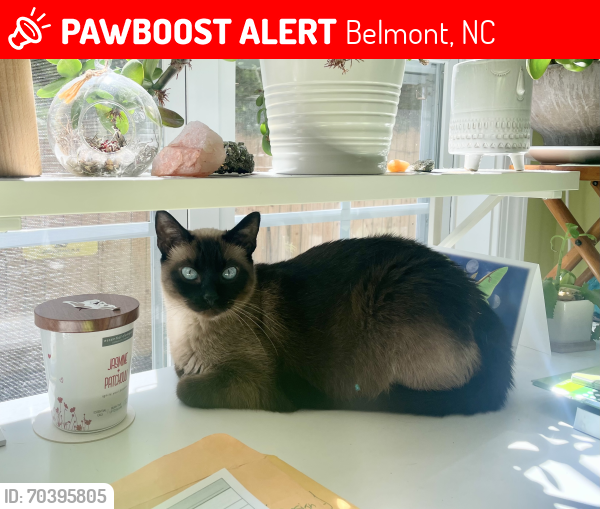 Lost Female Cat last seen Pinebrook pool, Timberlake neighborhood, Todd Street belmont, Belmont, NC 28012