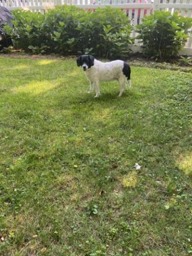 Lost Female Dog last seen Near south st, morristown nj, Morristown, NJ 07960