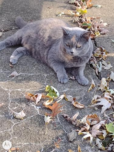 Lost Female Cat last seen Redman Dr/ Green Acres Mobile  Park, Loveland, OH 45140