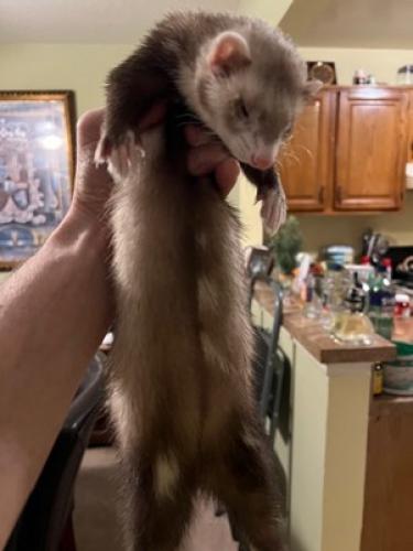 Lost Female Ferret last seen Henderson Rd Monmouth Jct, South Brunswick Township, NJ 08852