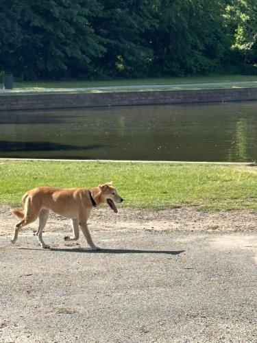 Lost Male Dog last seen Century field , Garfield, NJ 07026