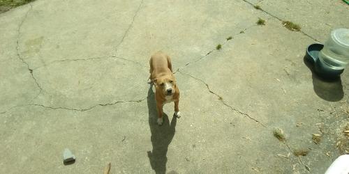 Lost Female Dog last seen Westover High School , Fayetteville, NC 28303
