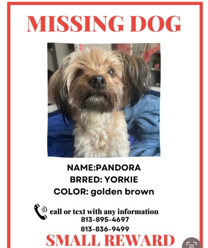 Lost Female Dog last seen By bowling alley on oak , Brandon, FL 33511
