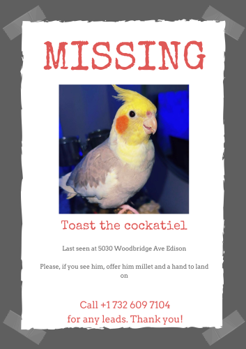 Lost Unknown Bird last seen Wesley United Methodist Church , Edison, NJ 08837