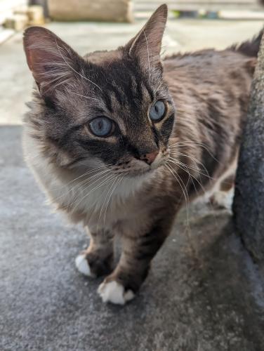 Lost Female Cat last seen 147a & 76ave, Surrey, BC V3S 2H1