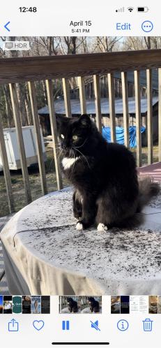 Lost Female Cat last seen Whitney Road, Columbia, CT 06237